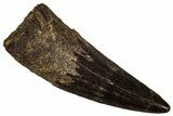 Fossil Raptor (Paronychodon?) Tooth - Montana #341044-1